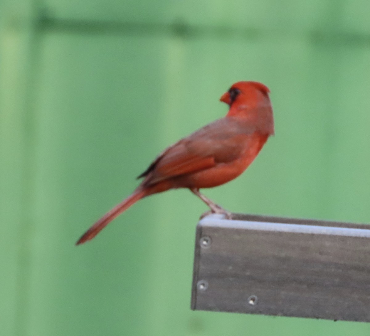 Northern Cardinal - ML645187623