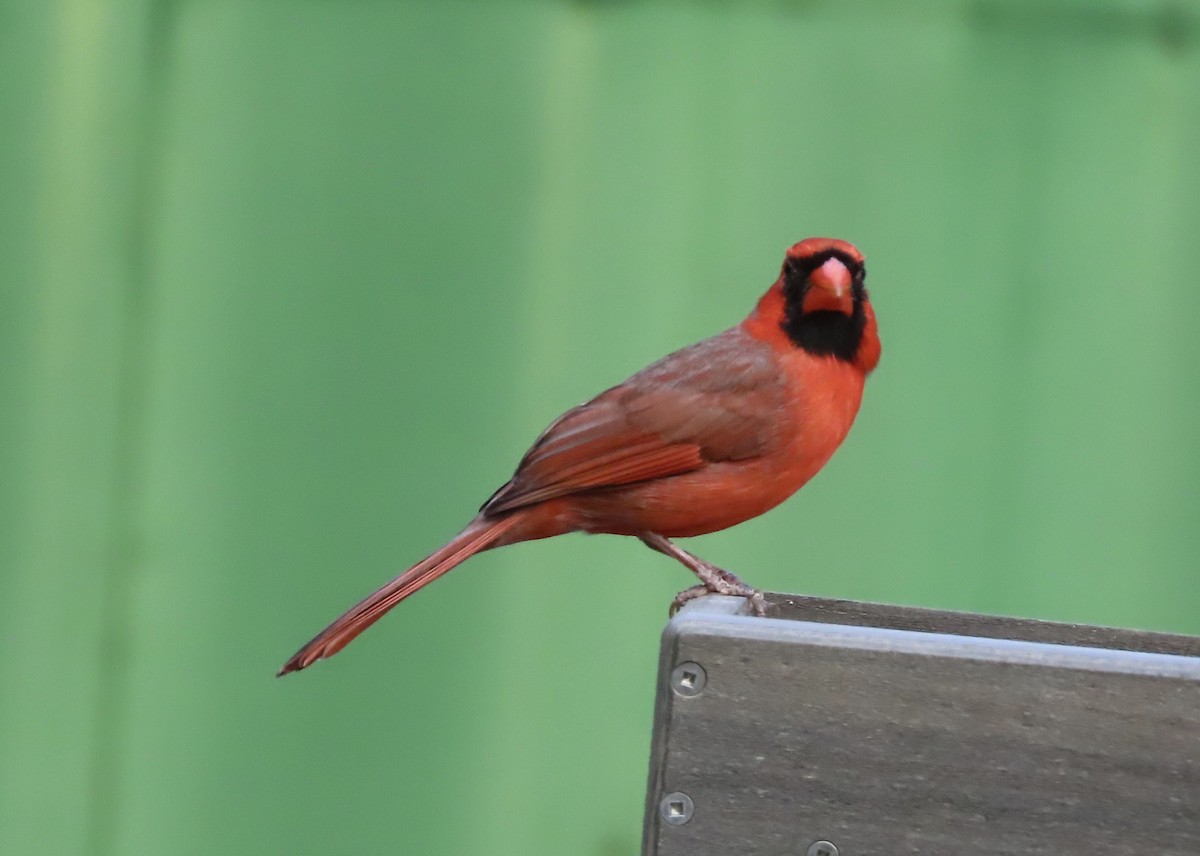 Northern Cardinal - ML645187624