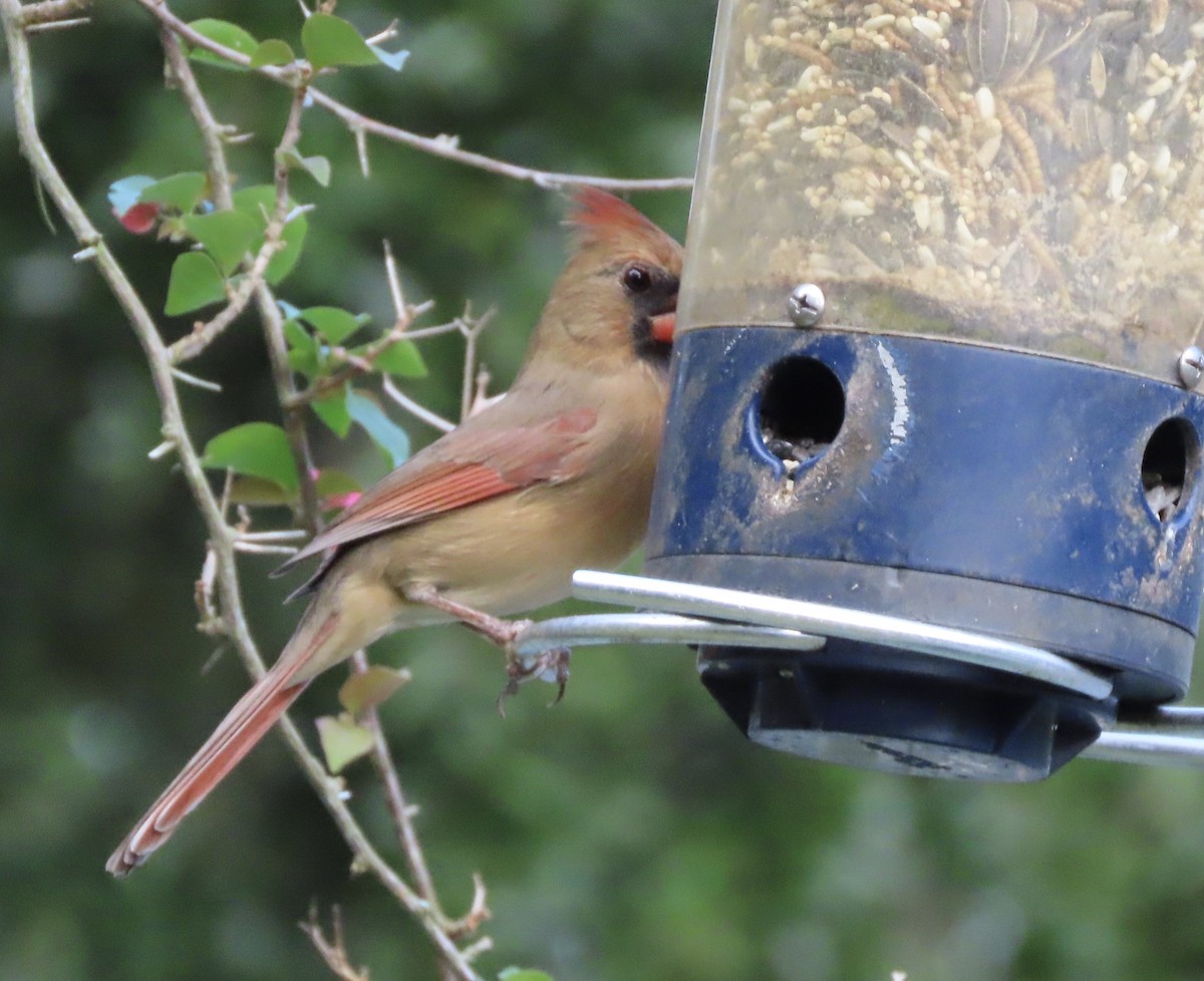 Northern Cardinal - ML645187625