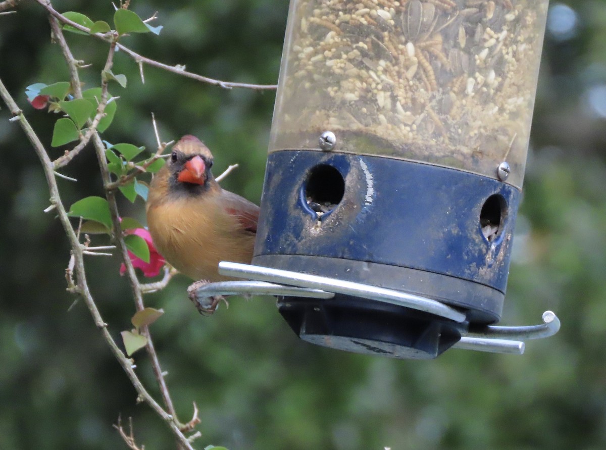 Northern Cardinal - ML645187626