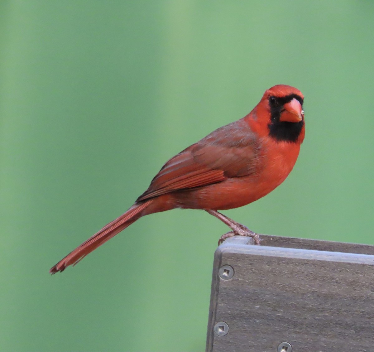Northern Cardinal - ML645187627