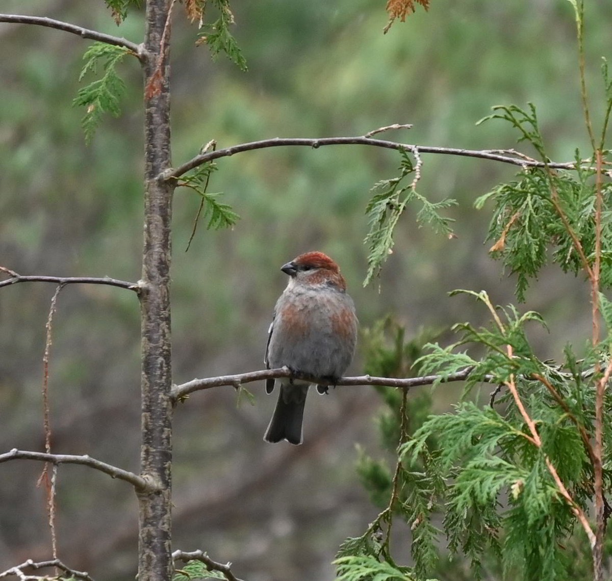 Pine Grosbeak - ML645187629