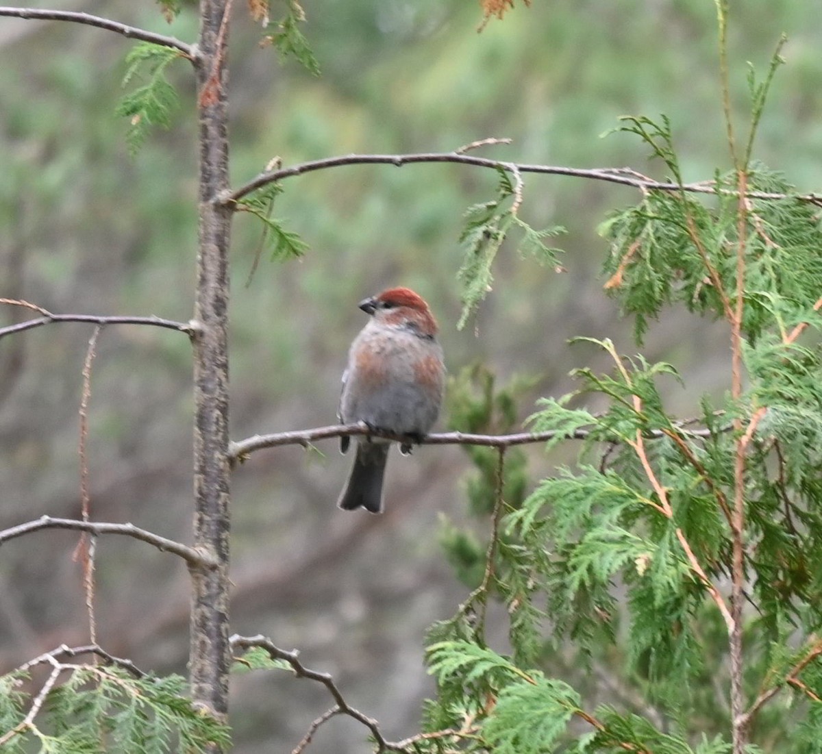 Pine Grosbeak - ML645187636