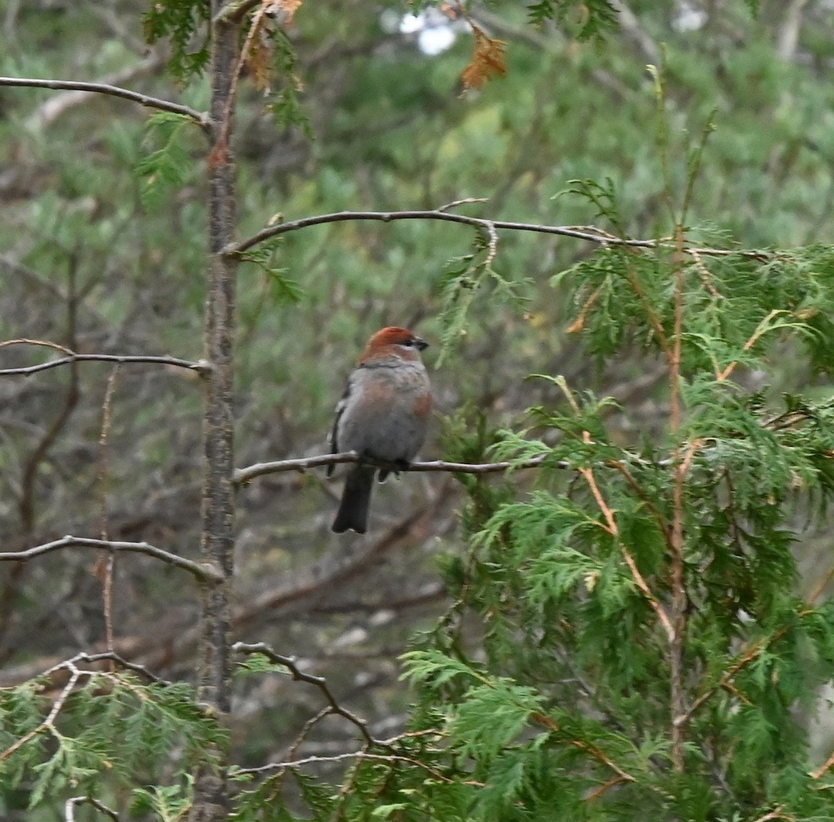 Pine Grosbeak - ML645187638