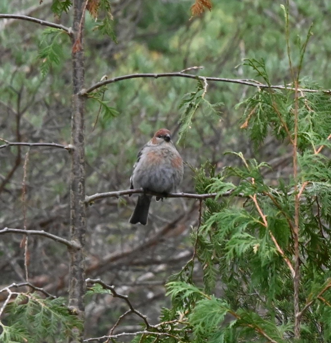 Pine Grosbeak - ML645187660