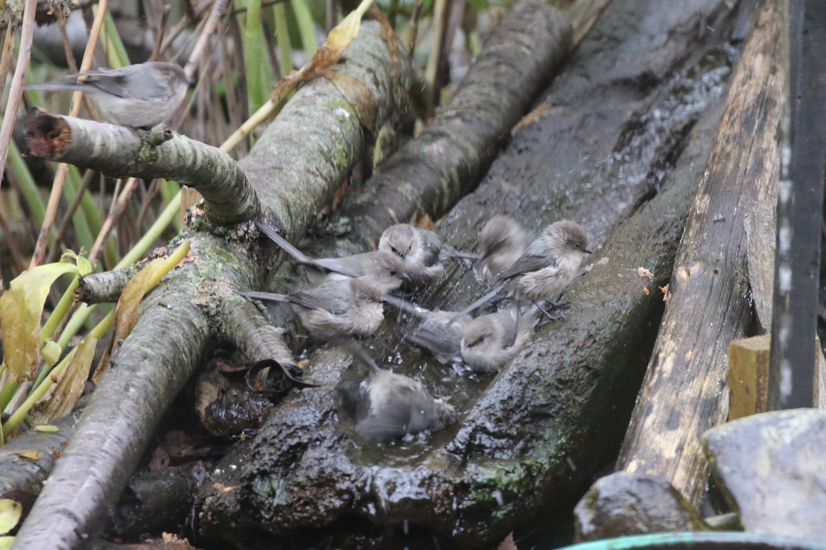 ヤブガラ - ML645187684