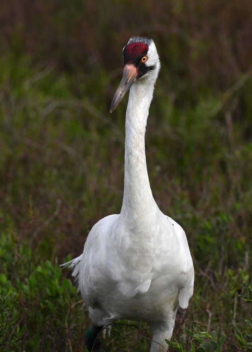 trompettrane - ML645187690