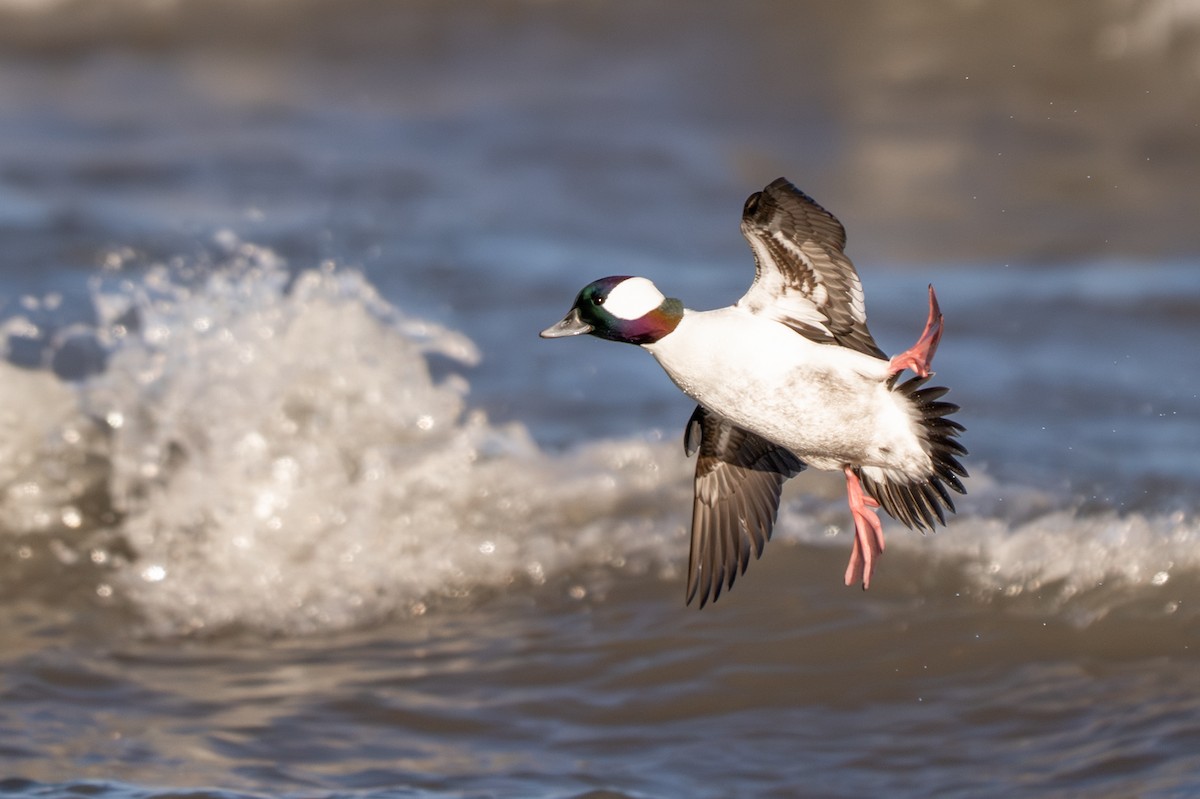 ヒメハジロ - ML645187691