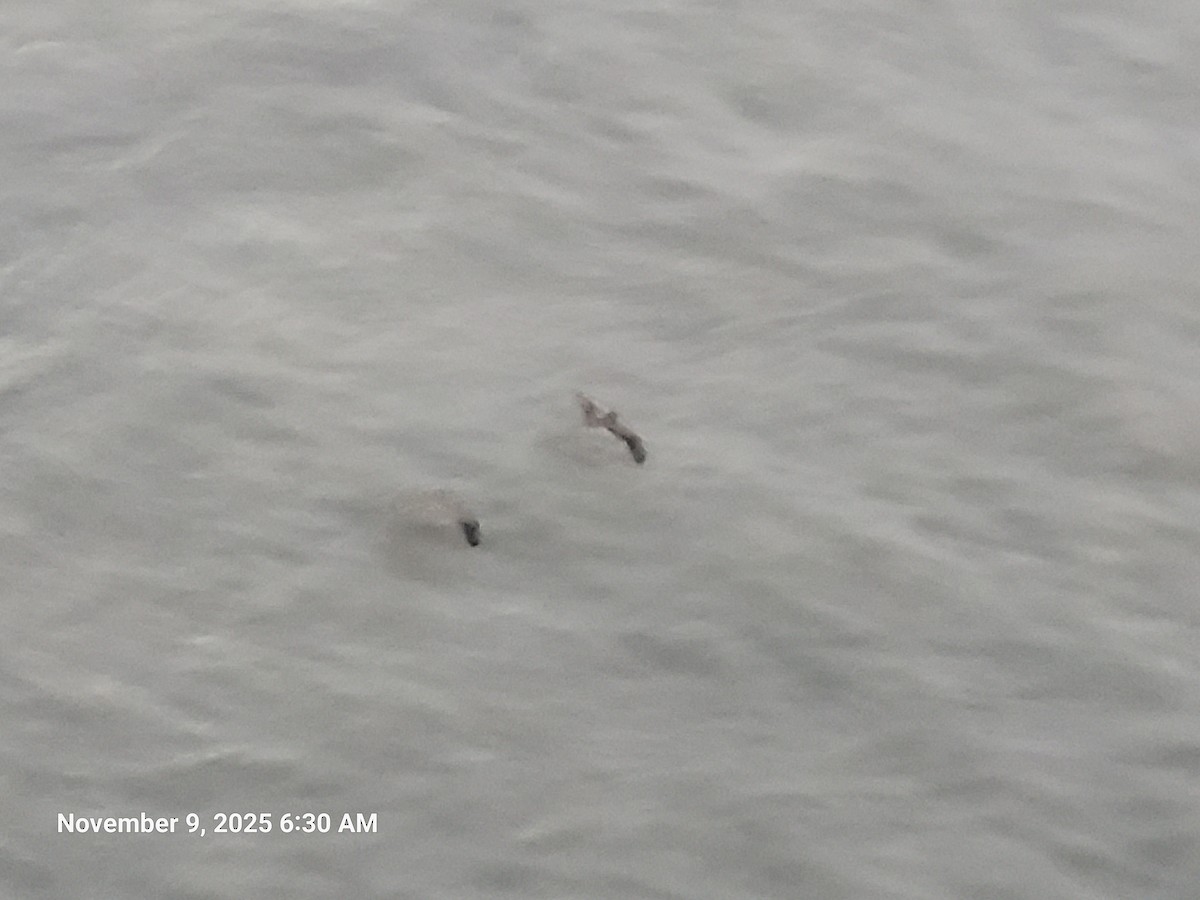 カッショクペリカン - ML645187700