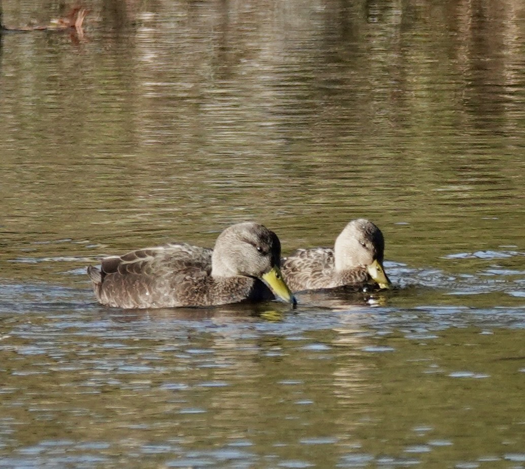 American Black Duck - ML645187702