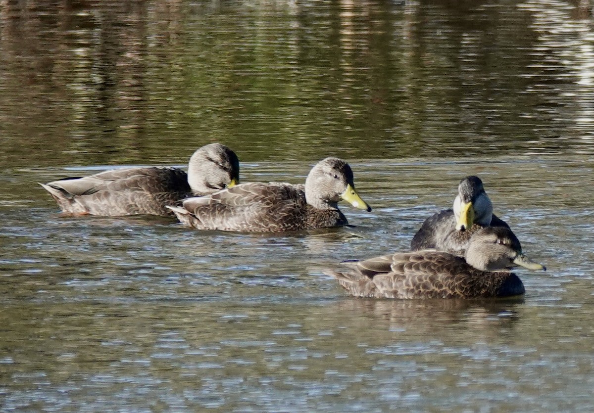 American Black Duck - ML645187703