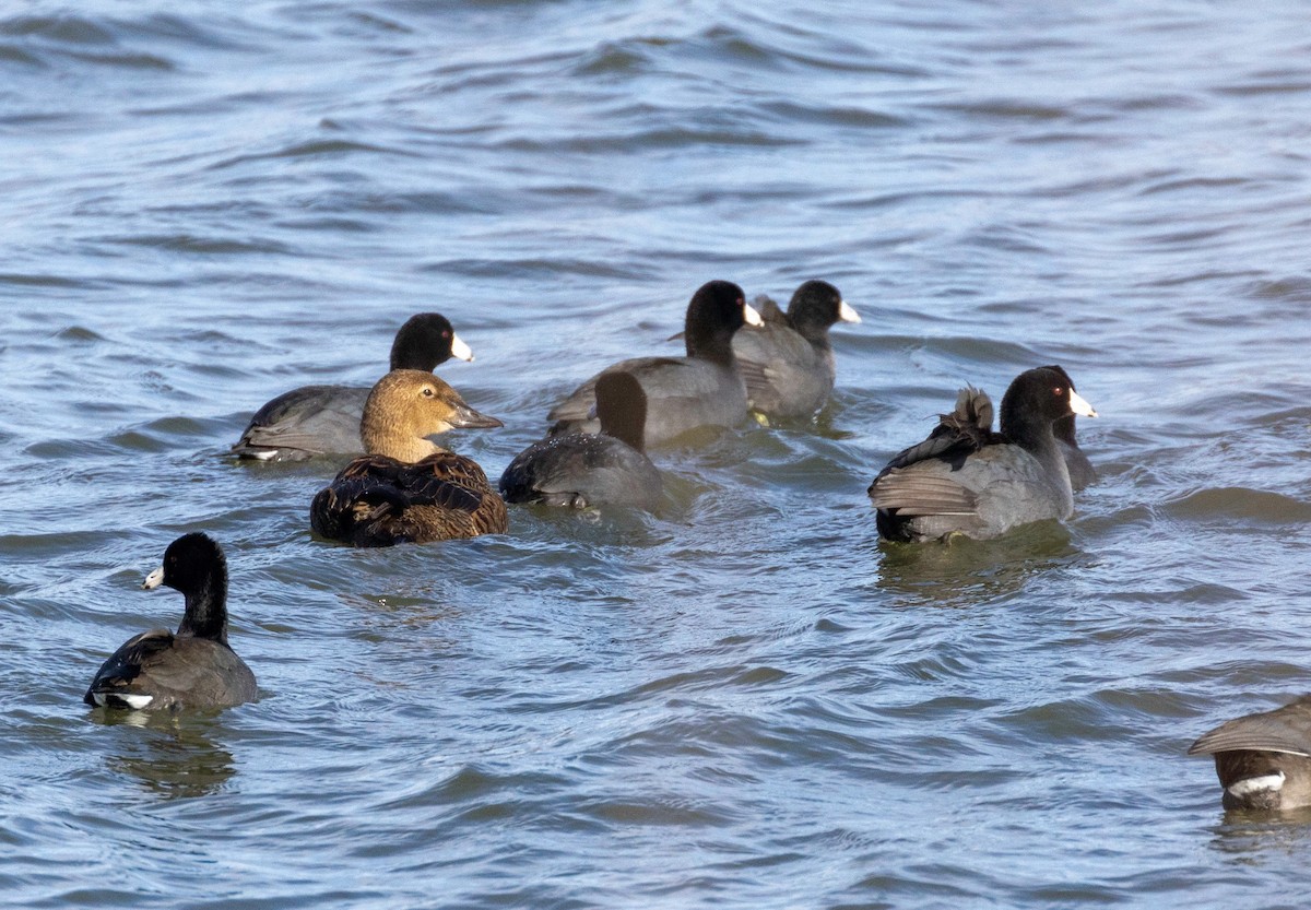 King Eider - ML645187708