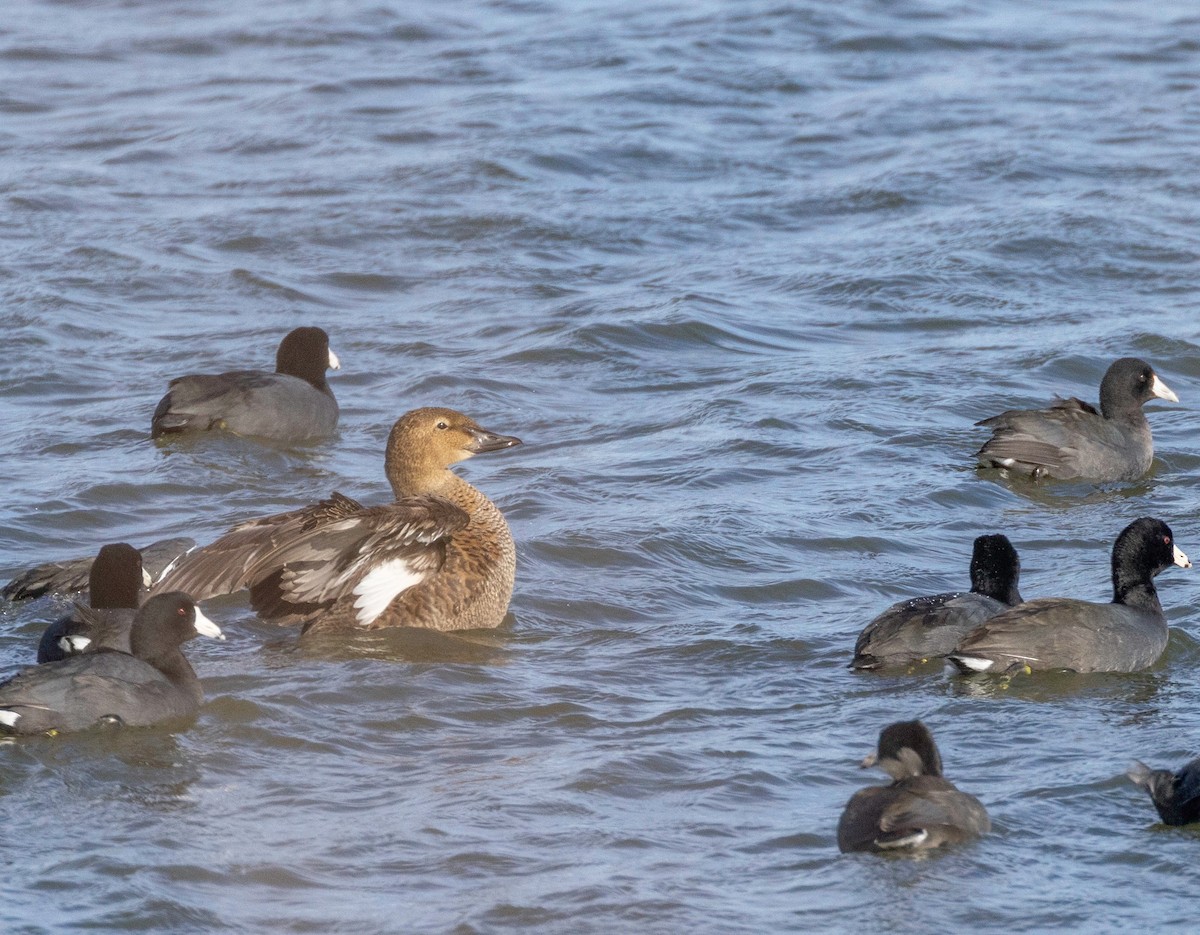 King Eider - ML645187709