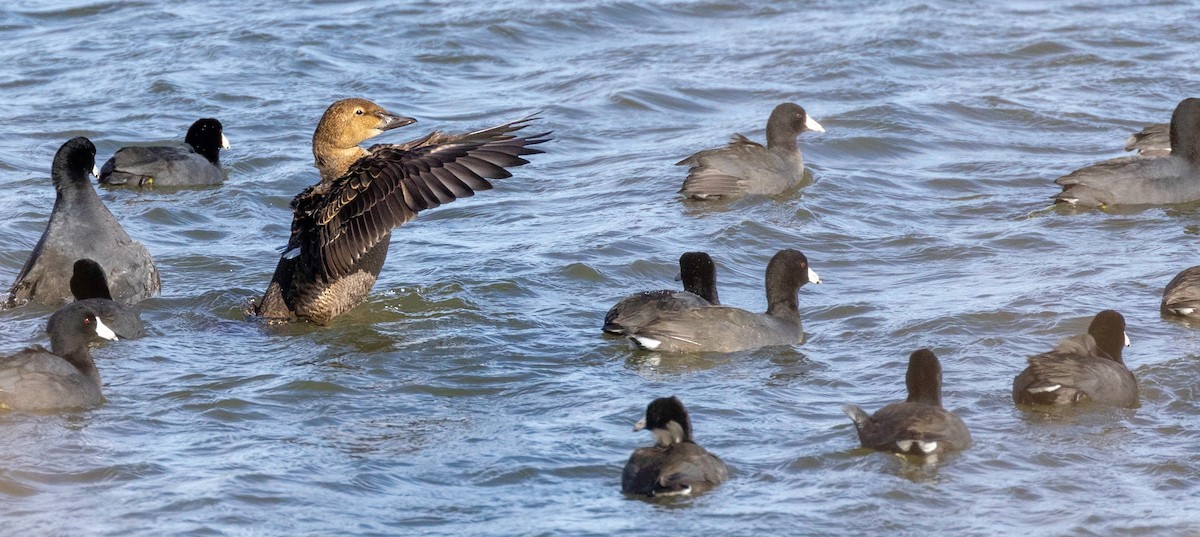 King Eider - ML645187710