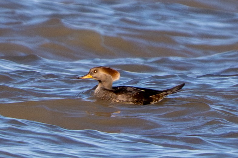 オウギアイサ - ML645187711