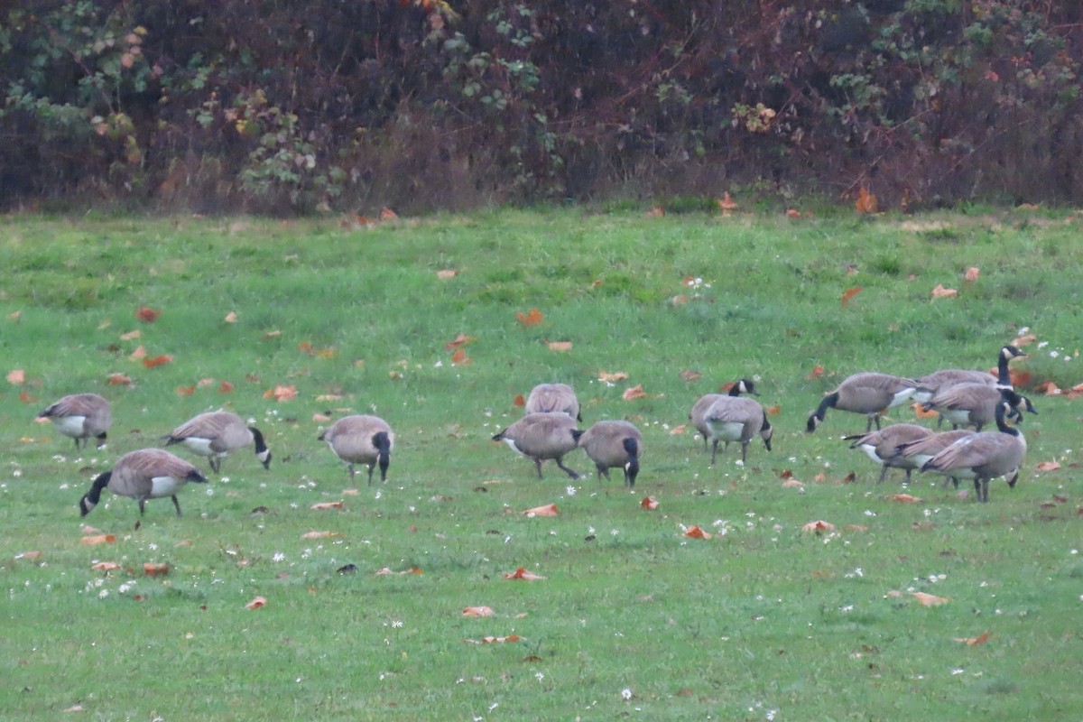 カナダガン - ML645187713