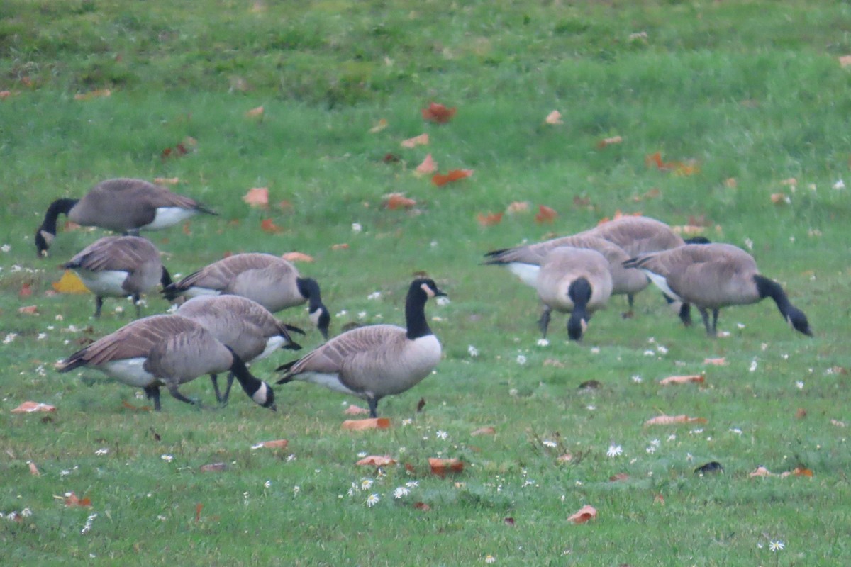 カナダガン - ML645187714