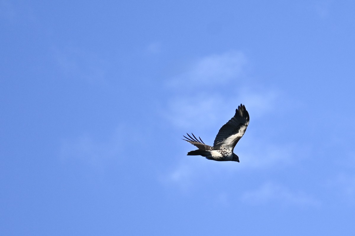 アカオノスリ - ML645187715