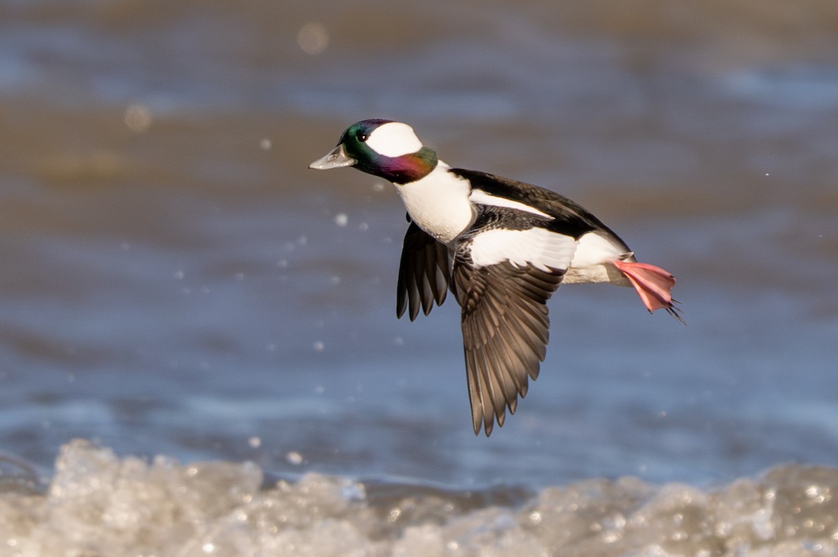 ヒメハジロ - ML645187716