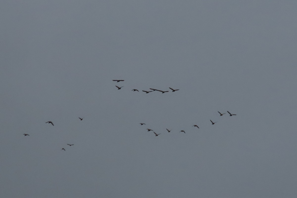 カモ亜科 - ML645187717