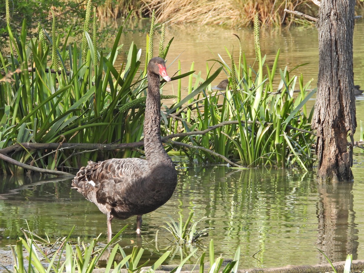 コクチョウ - ML645187718