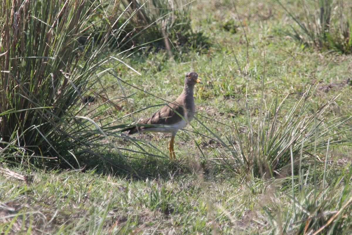 ケリ - ML645187722