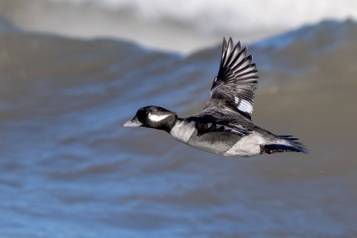 ヒメハジロ - ML645187723