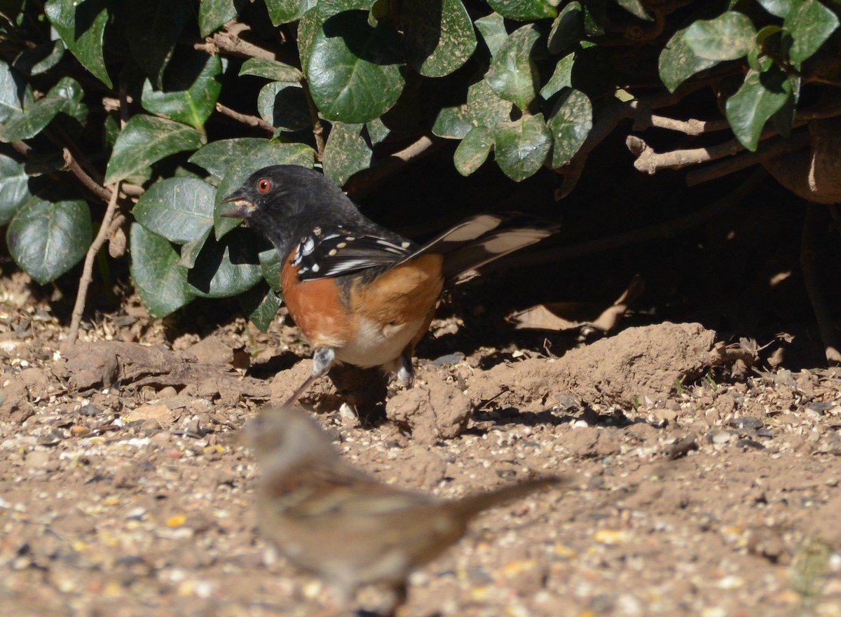 ホシワキアカトウヒチョウ - ML645187725