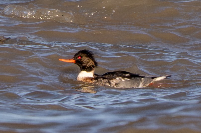 ウミアイサ - ML645187726