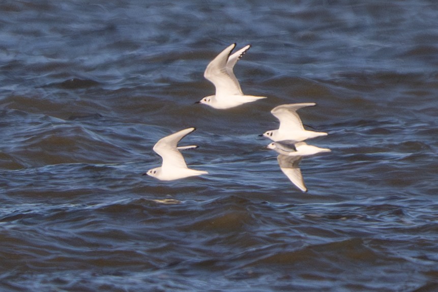 ボナパルトカモメ - ML645187727