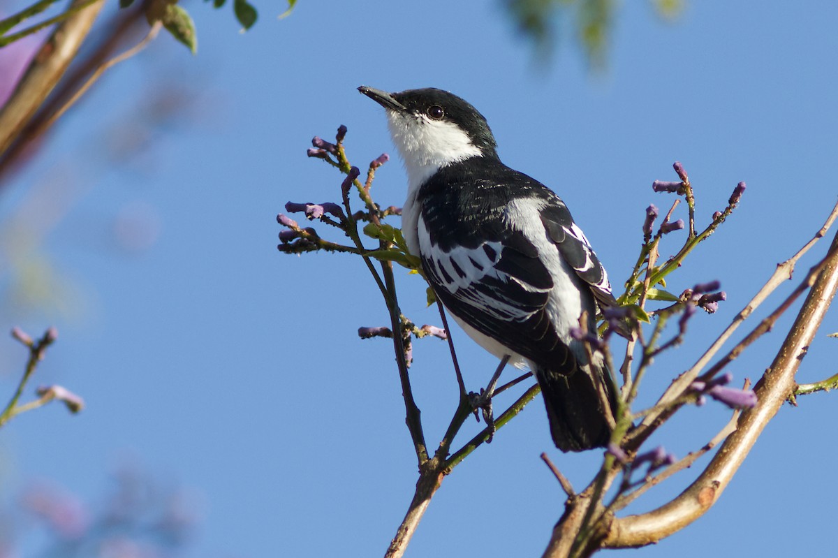 ミイロサンショウクイ - ML645187728