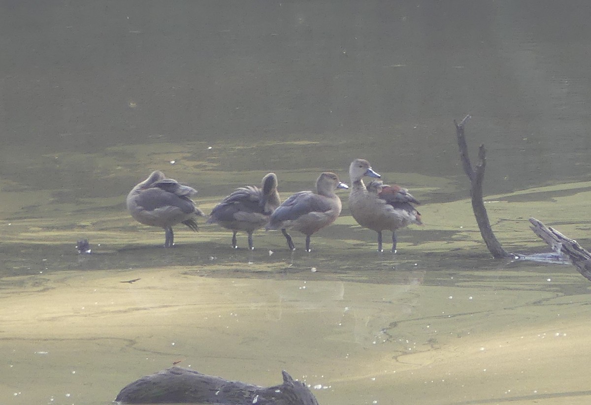 リュウキュウガモ - ML645187729