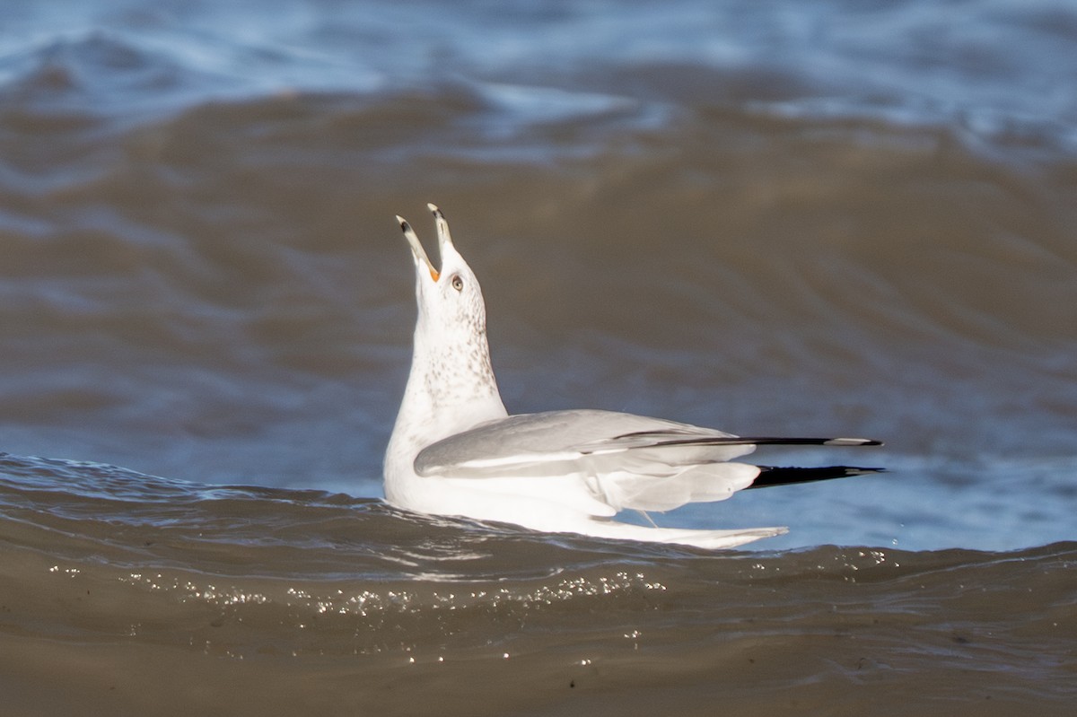 クロワカモメ - ML645187730