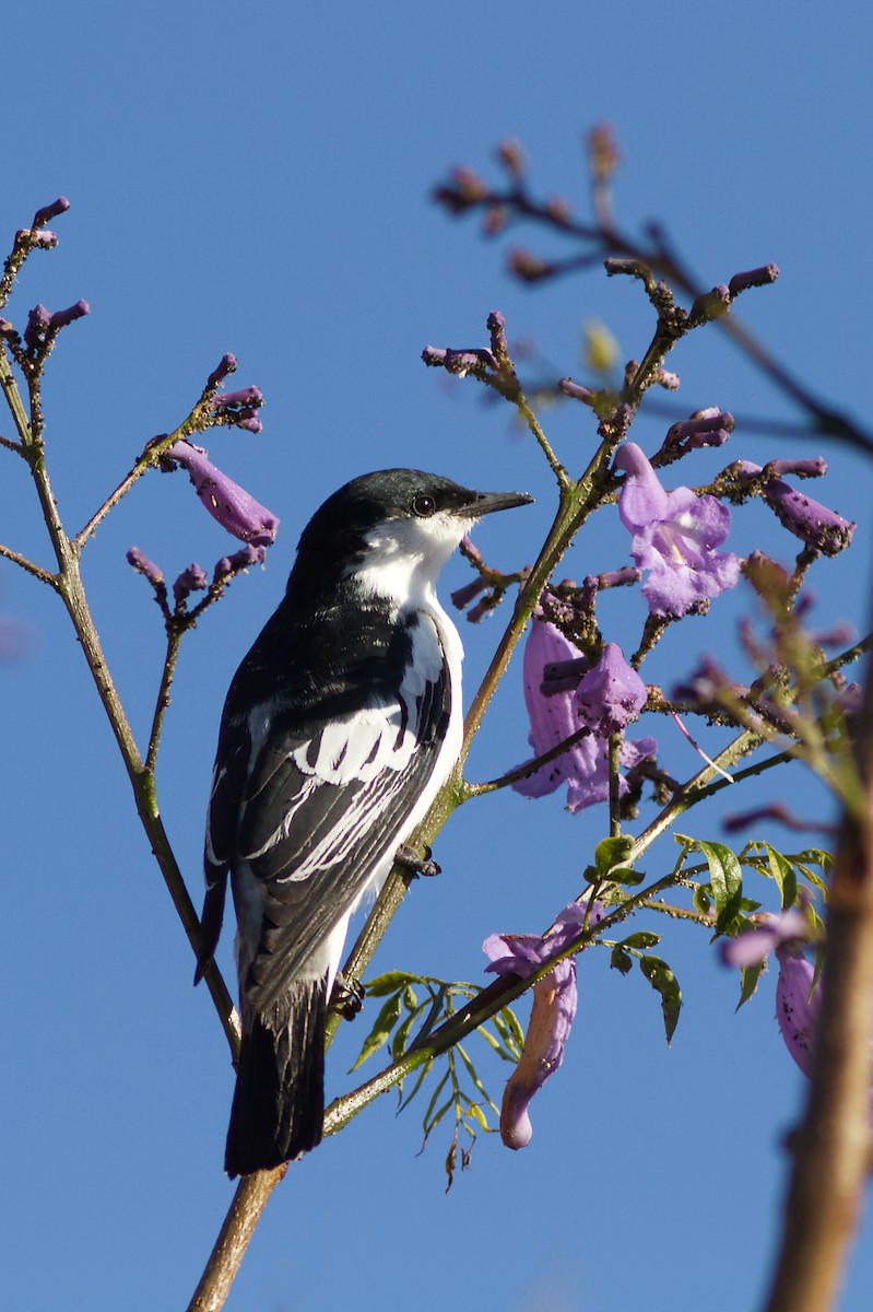 ミイロサンショウクイ - ML645187731