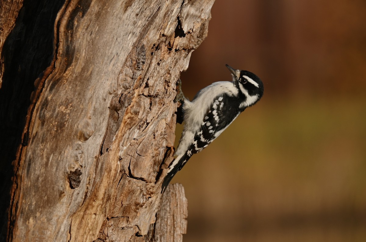 セジロコゲラ - ML645187736