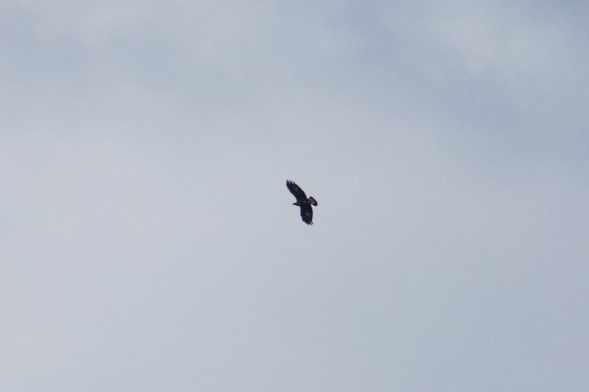 イヌワシ - ML645187737