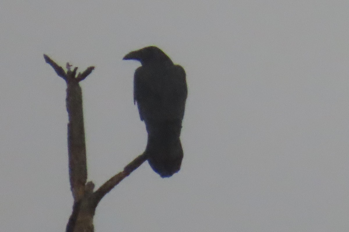 ワタリガラス - ML645187739