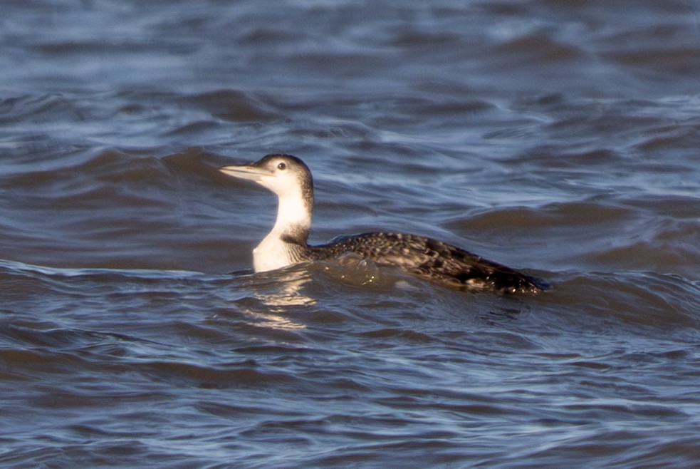 ハシグロアビ - ML645187742