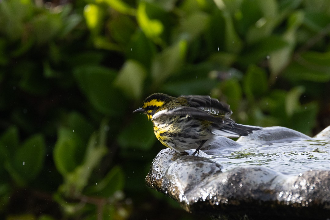 Townsend's Warbler - ML645187747