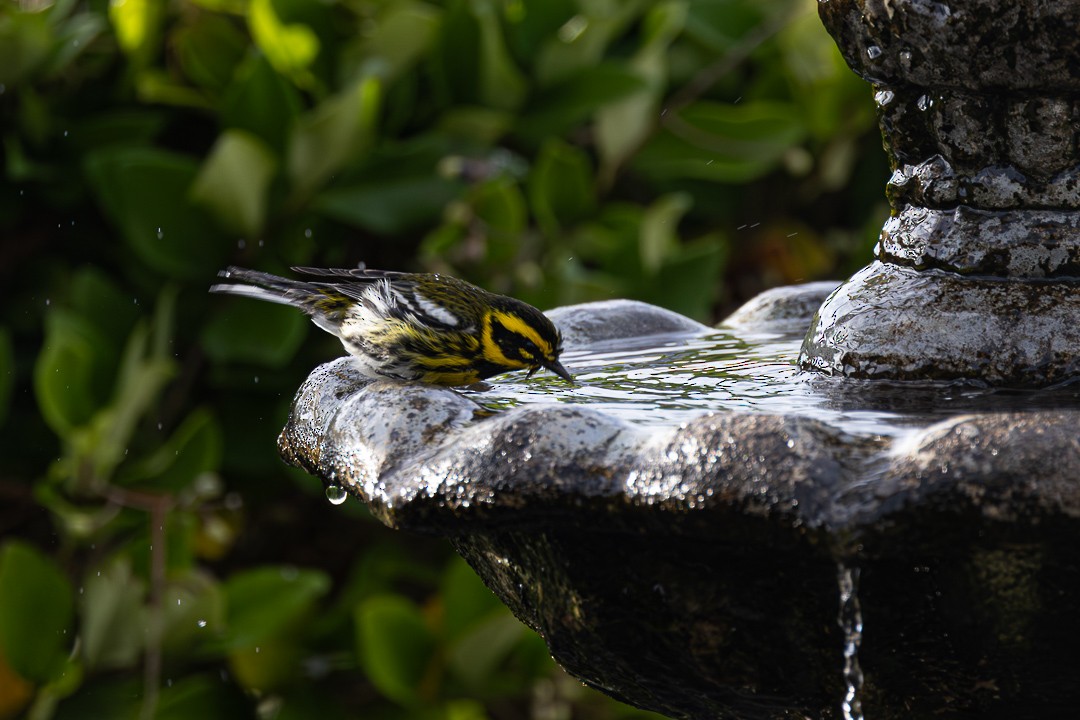 Townsend's Warbler - ML645187748