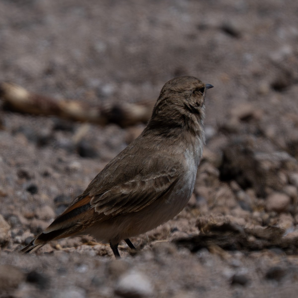 Puna Miner - ML645187750