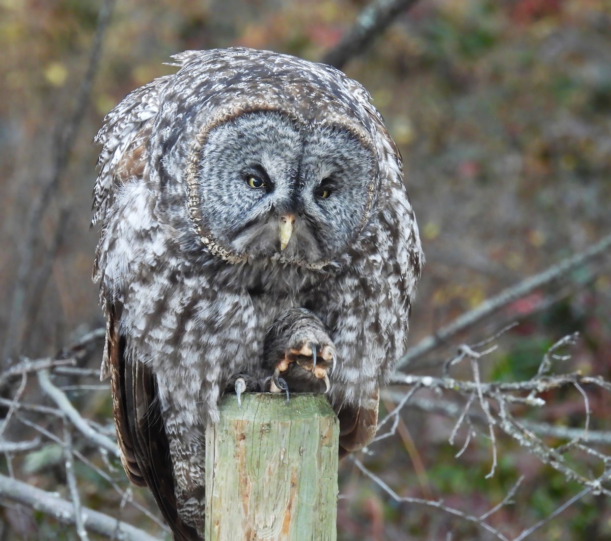 Great Gray Owl - ML645187759