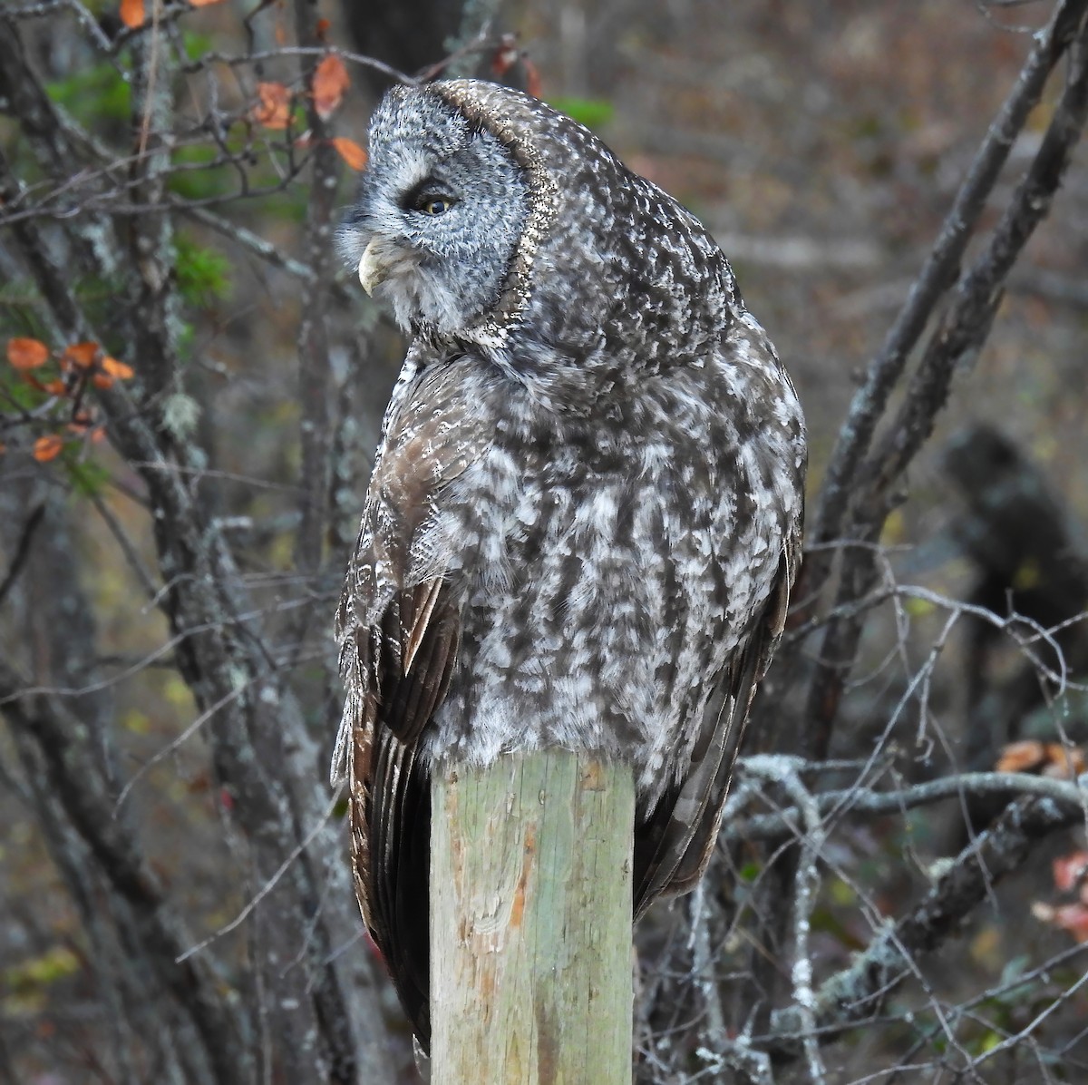 Great Gray Owl - ML645187760