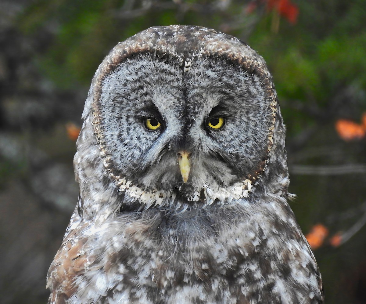 Great Gray Owl - ML645187761