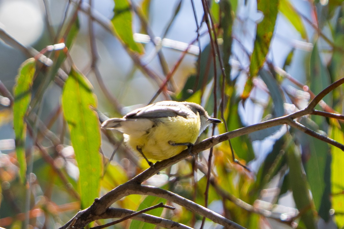 White-throated Gerygone - ML645187792