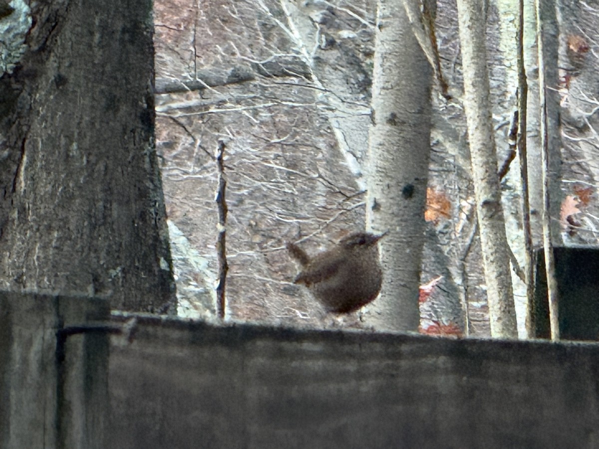 Winter Wren - ML645187797