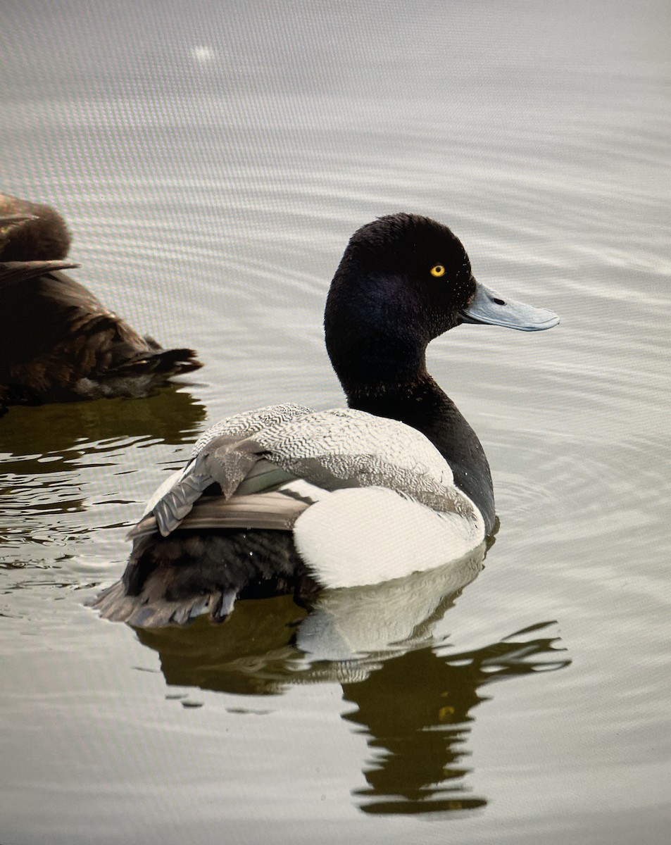Lesser Scaup - ML645187807