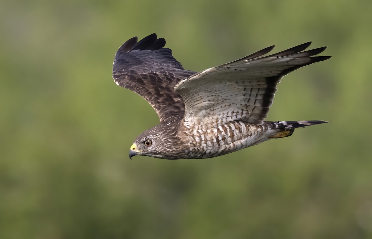 Broad-winged Hawk - ML645187808