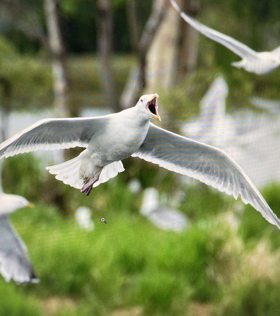 Glaucous-winged Gull - ML645187812