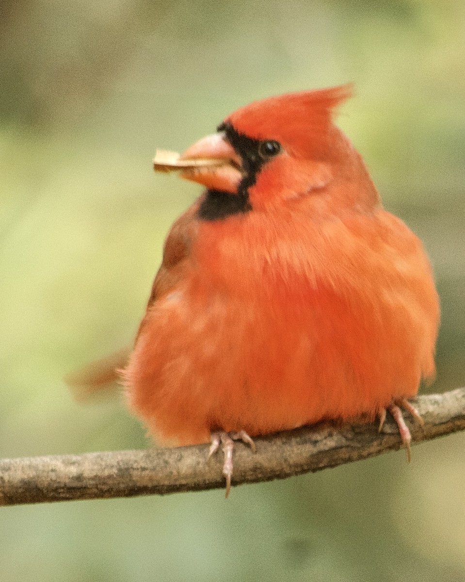 Northern Cardinal - ML645187815